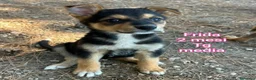 Meticcio cani in regalo: ADOTTA UN CUCCIOLO  a Provincia di Reggio Emilia - Annuncio 9