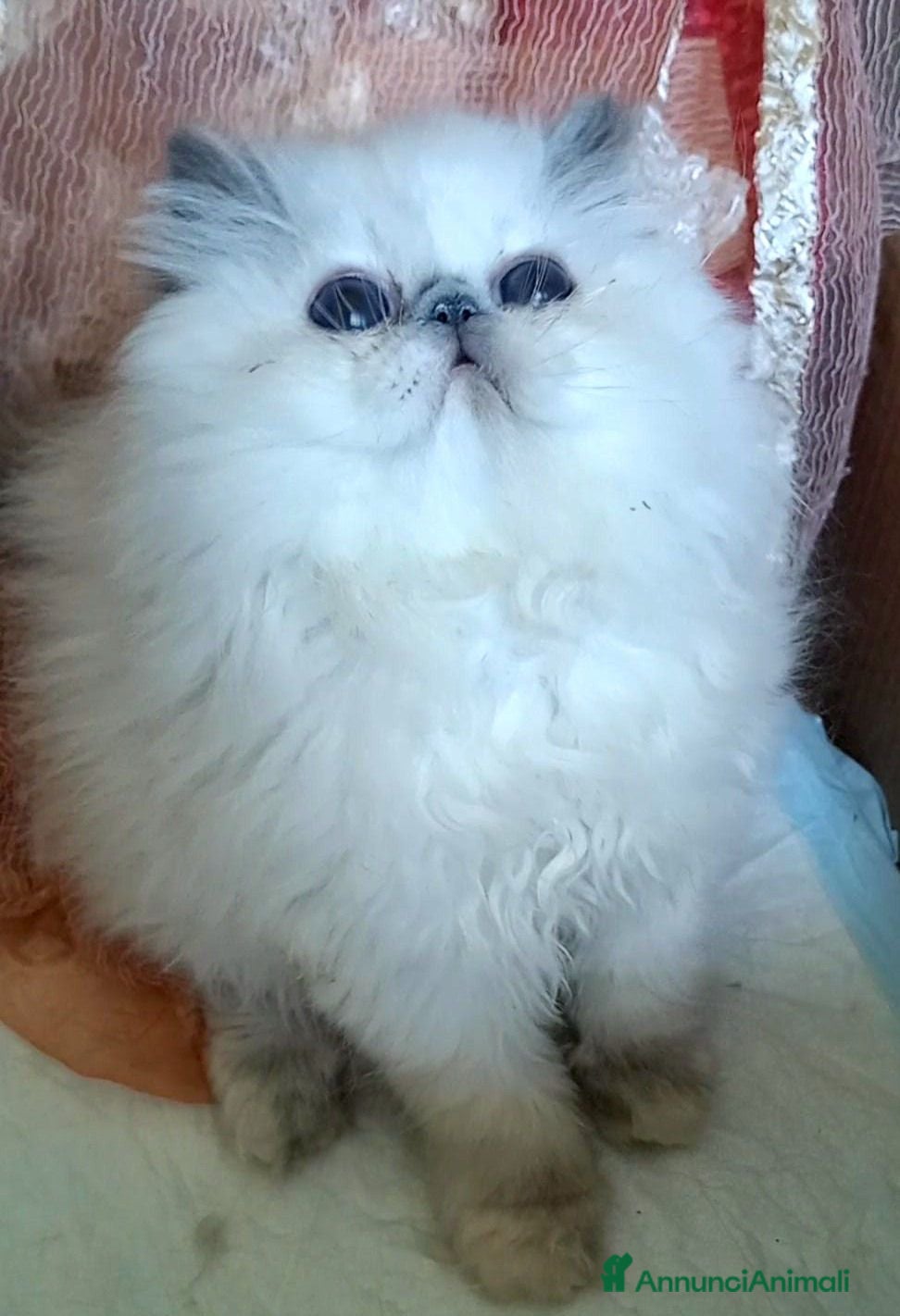 Persiano gatti Disponibile cucciola persiana - Annuncio 7