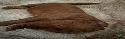 Barboncino cani in vendita: Barboncino con pedigree ENCI - Annuncio 8