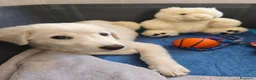 Meticcio cani in regalo: Tenero Romolo  - Annuncio 4