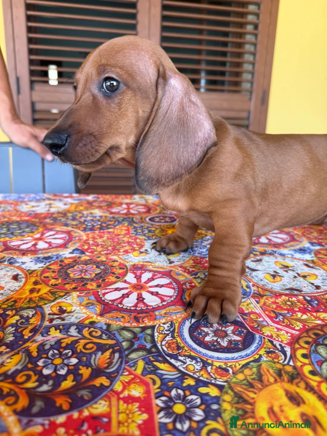 Bassotto cani in vendita: Splendido cucciolo di bassotto - Annuncio 1