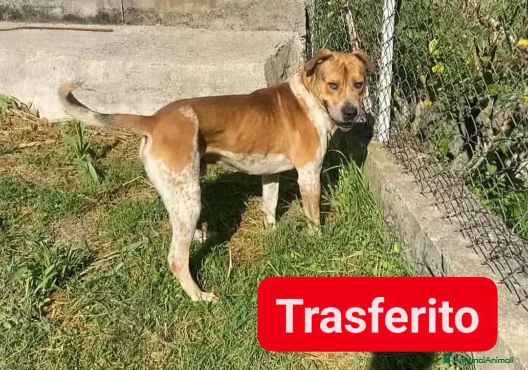 Meticcio cani in regalo: CASPER bravo ed equilibrato - Annuncio 1