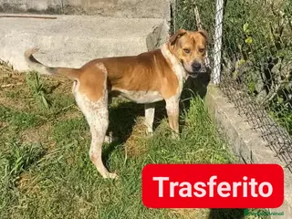 Meticcio cani CASPER bravo ed equilibrato - Annuncio 8