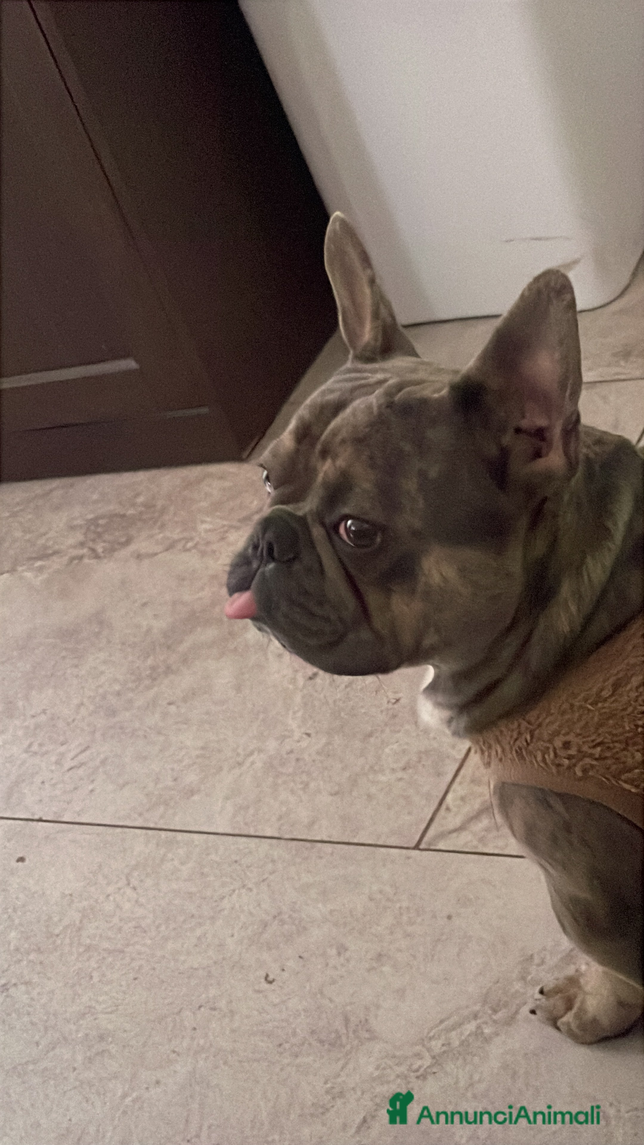 Bulldog Francese cani Bulldog Francese per accoppiamento - Annuncio 2