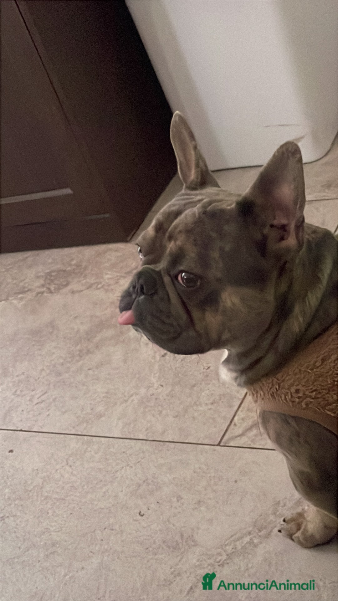 Bulldog Francese cani per accoppiamento: Bulldog Francese per accoppiamento - Annuncio 2