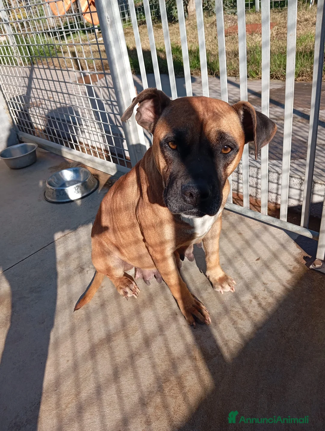 Meticcio cani in regalo: Zoe, mix pittbull/boxer!  - Annuncio 2