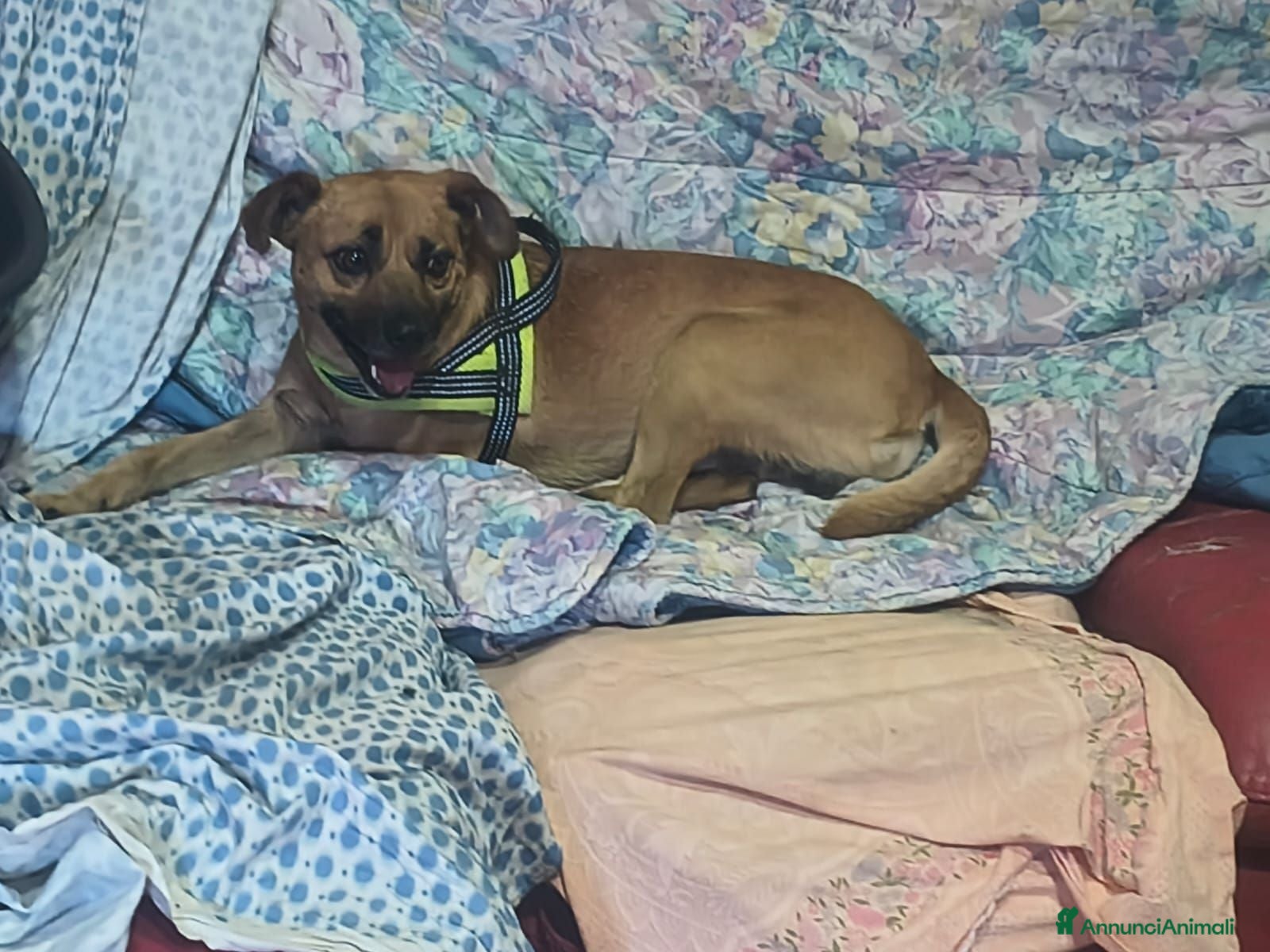 Meticcio cani A Bologna, 1 anno, 7 kg, buonissimo, Iper dolce  - Annuncio 13