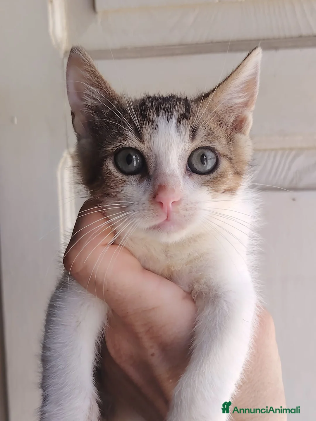 Altre razze gatti in regalo: GATTINI: SIAMO AL COLLASSO  a Città Metropolitana di Firenze - Annuncio 1