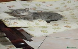 Europeo gatti in regalo: coccolone morfeo in regalo a Città metropolitana di Catania - Immagine 4