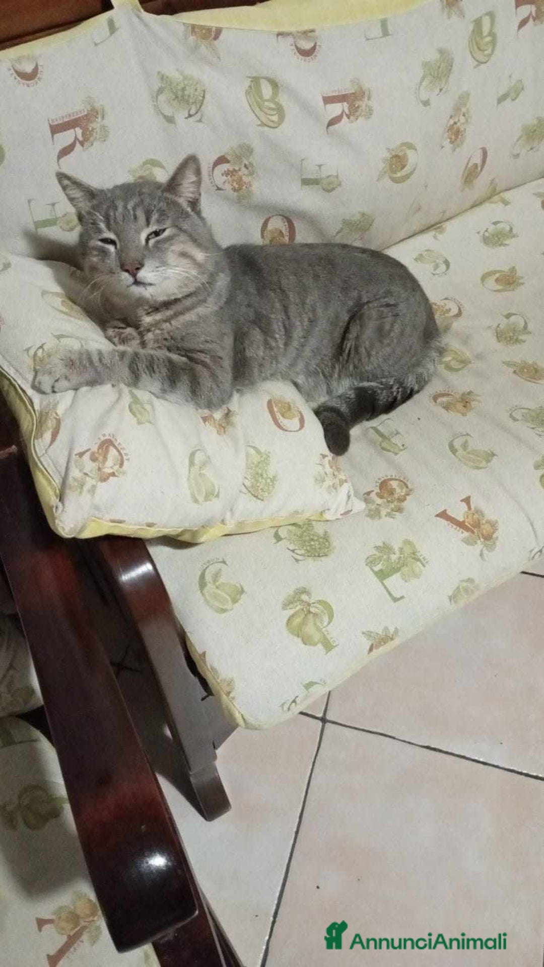 Europeo gatti in regalo: coccolone morfeo in regalo a Città metropolitana di Catania - Annuncio 4