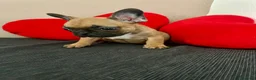 Bulldog Francese cani in vendita: Cucciolo di bulldog francese Mini Toy  - Annuncio 4