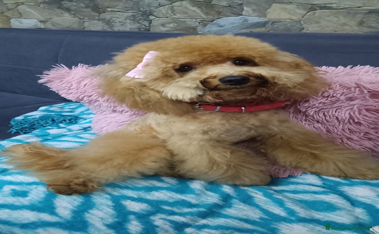Barboncino cani a Provincia di Foggia - Annuncio 12