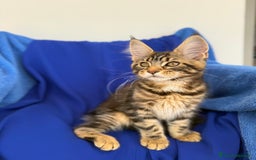 Maine Coon gatti in vendita: Cucciola di Maine coon disponibile  a Provincia di Novara - Immagine 1