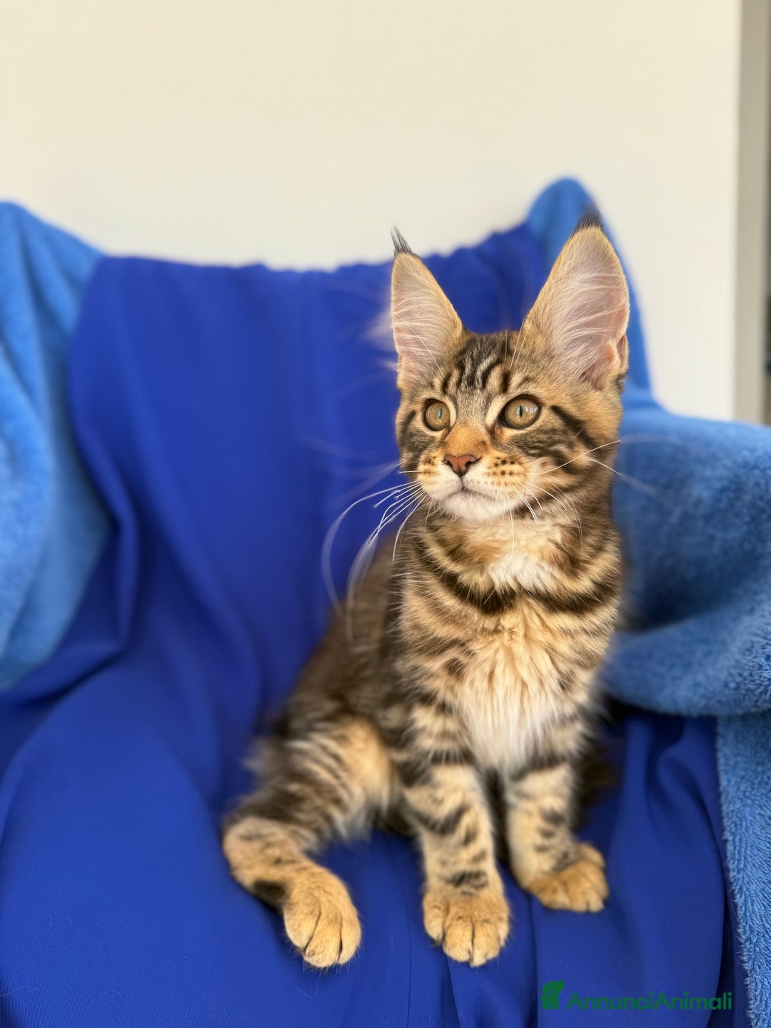 Maine Coon gatti in vendita: Cucciola di Maine coon disponibile  a Provincia di Novara - Immagine 1