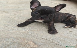 Bulldog Francese cani in vendita: CUCCIOLI DI BULLDOG FRANCESE a Provincia di Cuneo - Immagine 6
