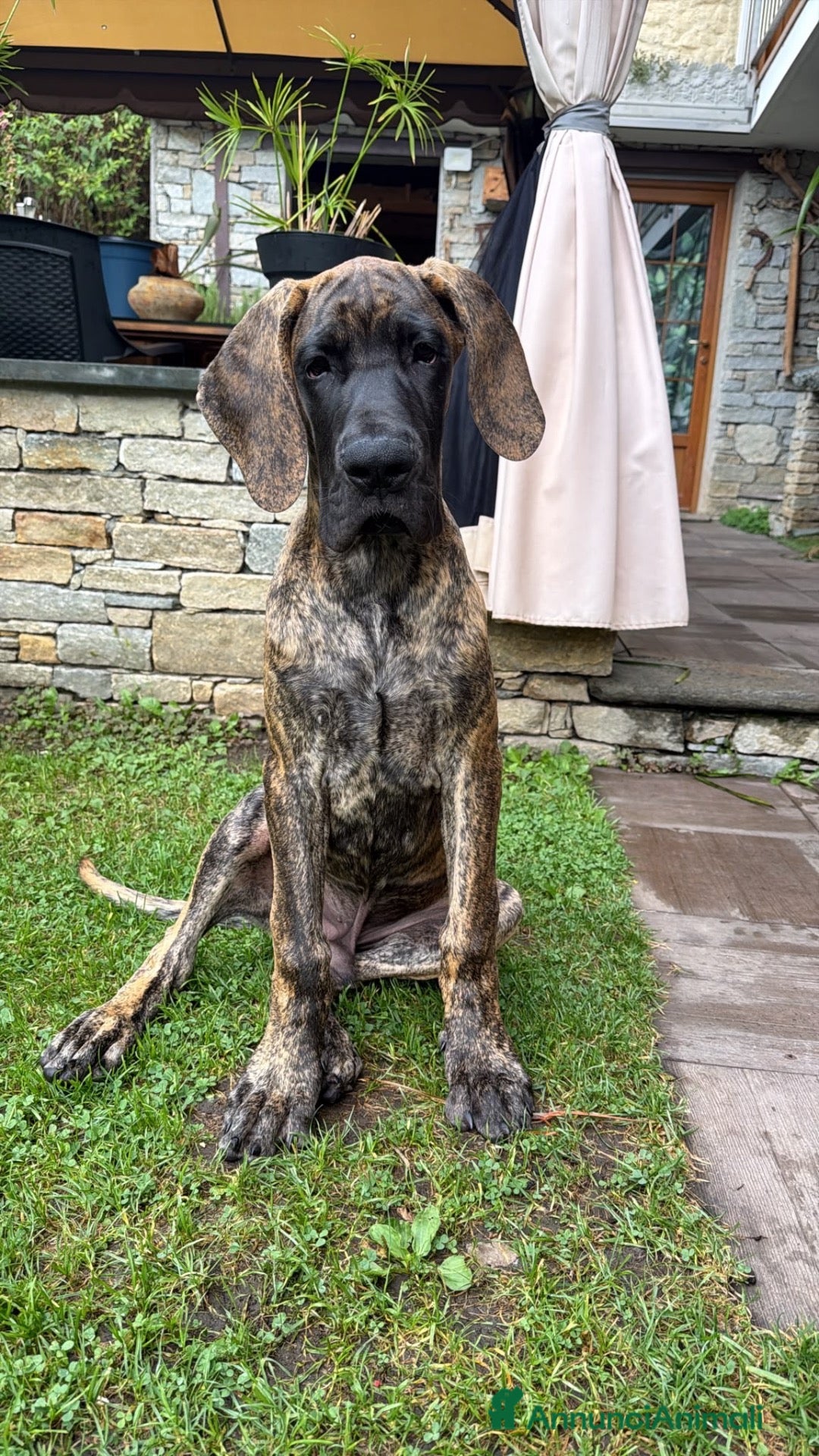Alano cani Alano tigrato  - Annuncio 18