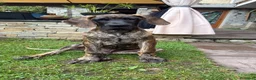 Alano cani in vendita: Alano tigrato  - Annuncio 1