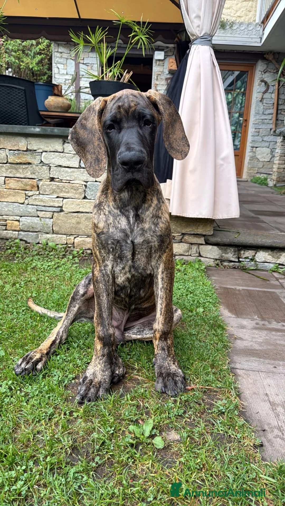 Alano cani in vendita: Alano tigrato  - Annuncio 1