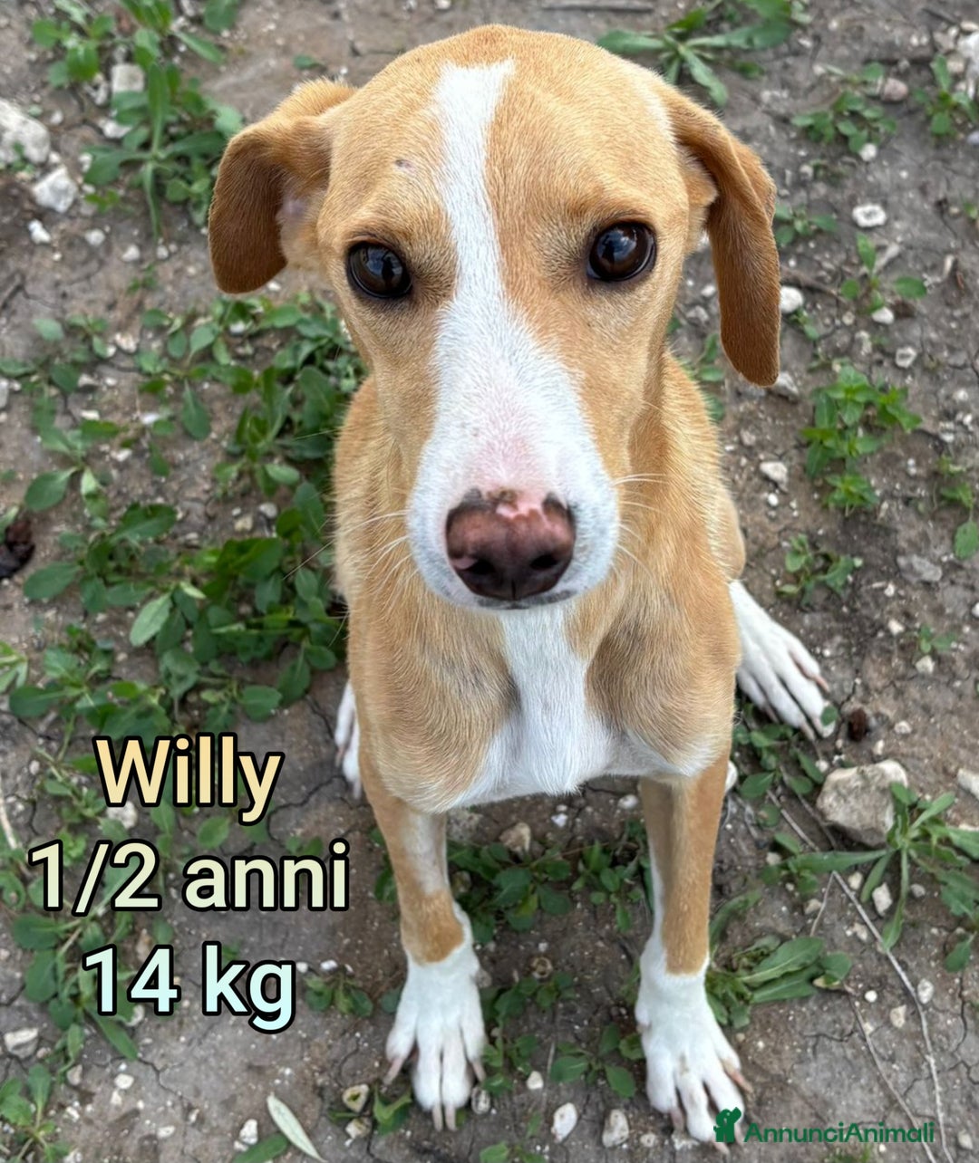 Meticcio cani in regalo: CANI DI TAGLIA PICCOLA E CONTENUTA  - Annuncio 1