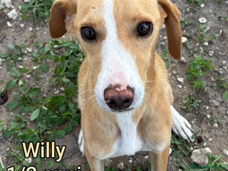 Meticcio cani CANI DI TAGLIA PICCOLA E CONTENUTA - Annuncio 25