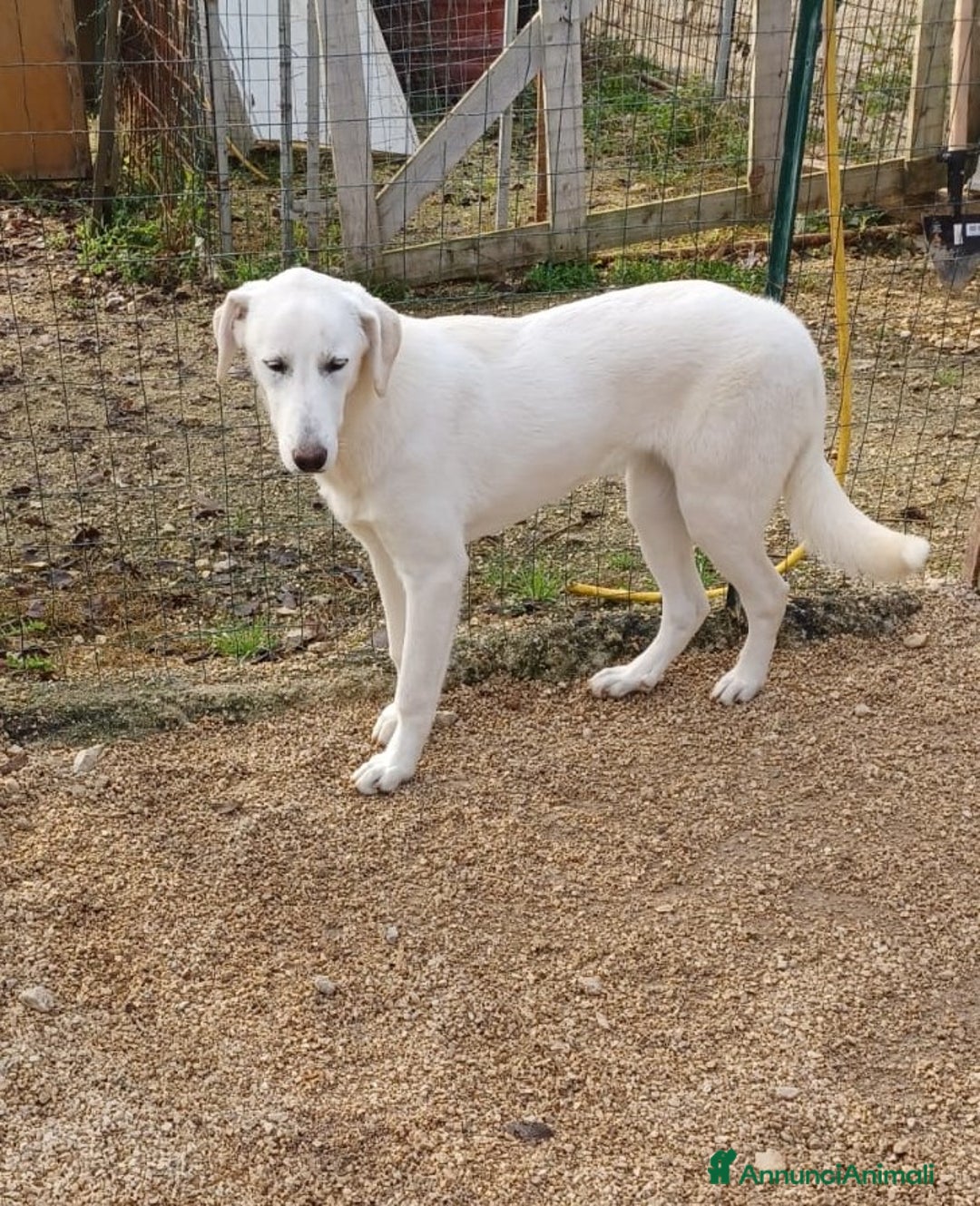 Meticcio cani in regalo: SOS SOS DEMYR a Città Metropolitana di Genova - Annuncio 2