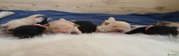 Labrador cani in vendita: Vendo bellissimi labrador a Provincia di Pesaro e Urbino - Annuncio 3