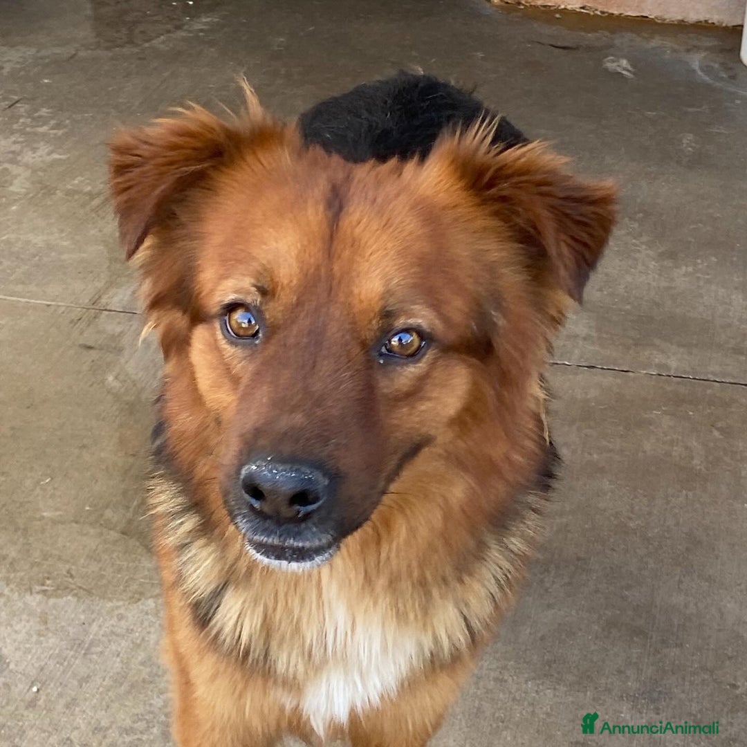 Meticcio cani in regalo: Whisky dolce cagnolino 4 anni cerca casa  a Provincia di Latina - Annuncio 2