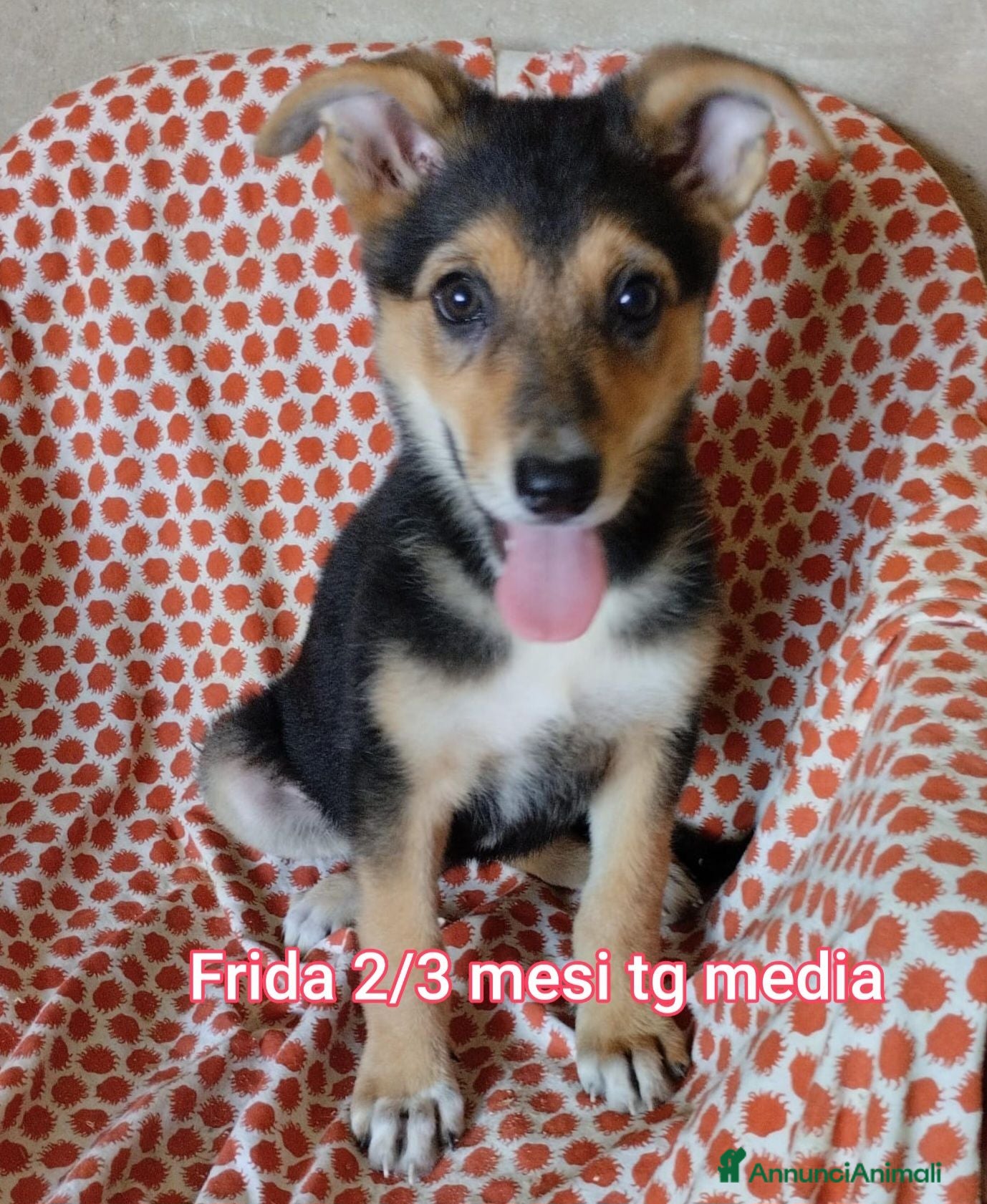 Meticcio cani ADOTTA UN CUCCIOLO! - Annuncio 12