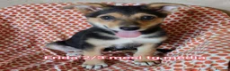 Meticcio cani in regalo: ADOTTA UN CUCCIOLO! a Provincia di Reggio Emilia - Annuncio 1