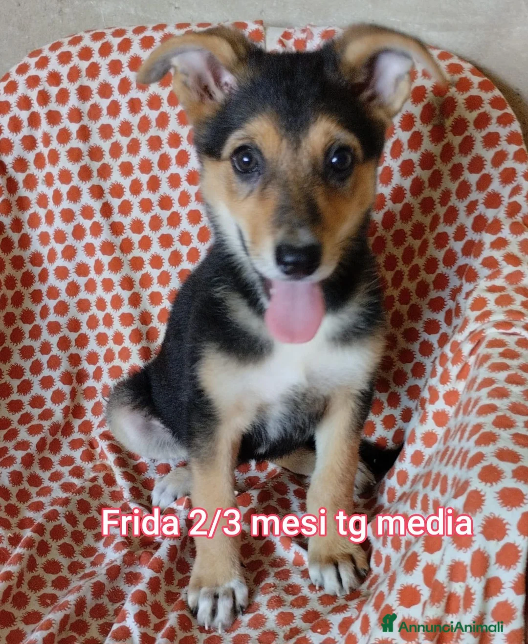 Meticcio cani in regalo: ADOTTA UN CUCCIOLO! a Provincia di Reggio Emilia - Annuncio 1
