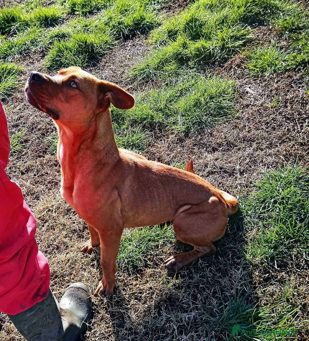 Altre razze cani in regalo: LAYLa, occhi profondi e tristi a Provincia di Latina - Annuncio 10