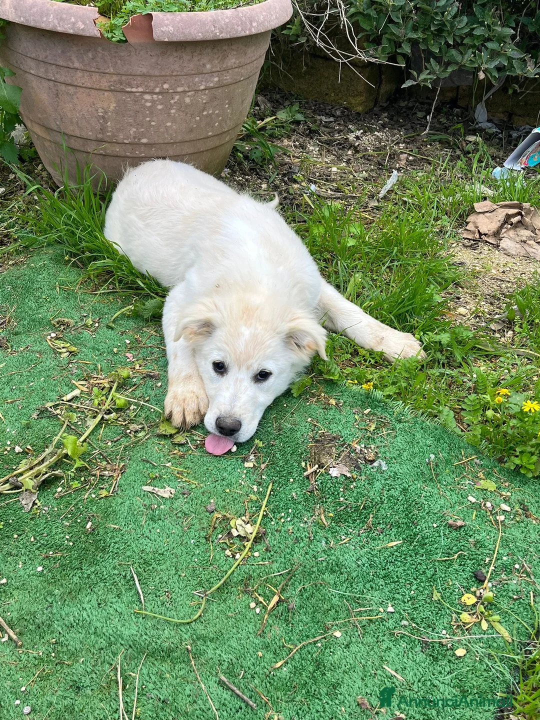 Altre razze cani in regalo: ALFIE, ABEL, ADOR, ALMA E AKON - Annuncio 3