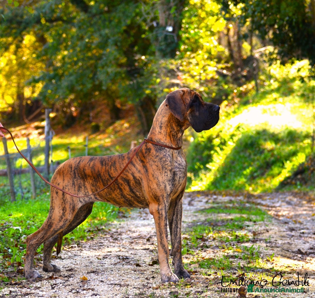 Alano cani in vendita: Alani Fulvi e Tigrati - Annuncio 4