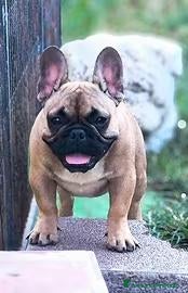 Bulldog Francese cani in vendita: Bulldog francese maschio cucciolo - Annuncio 2