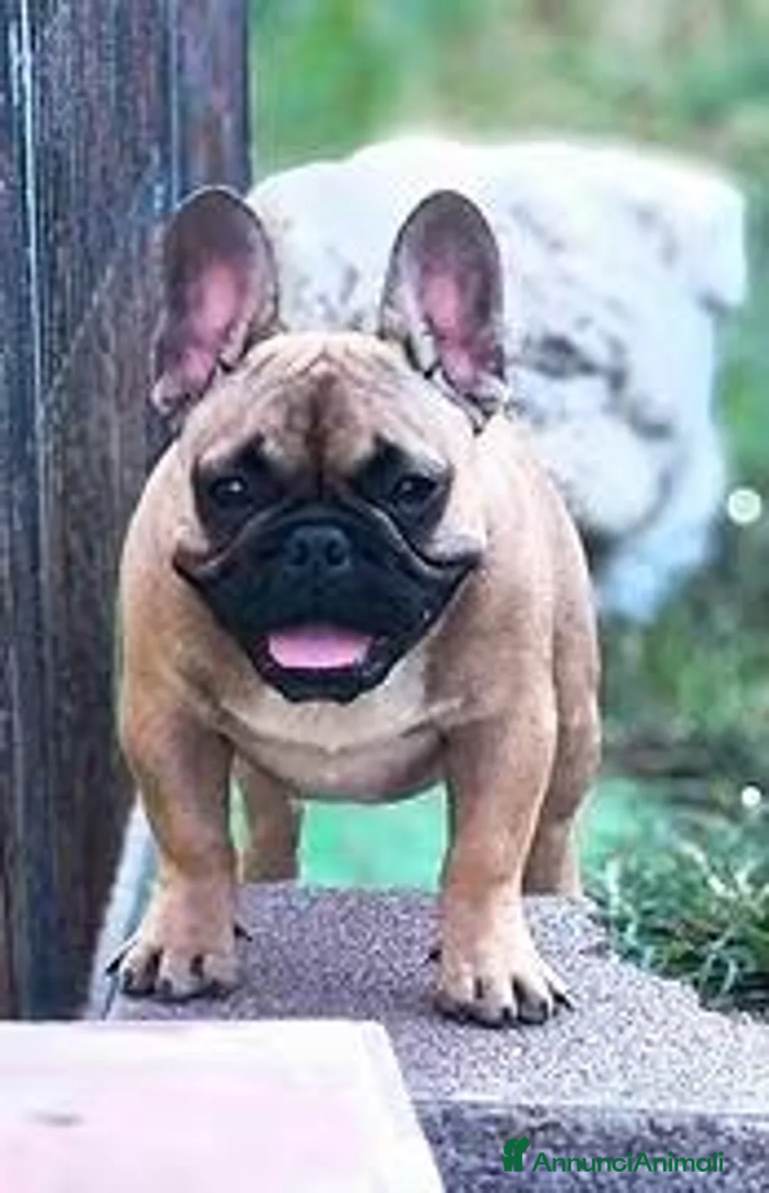 Bulldog Francese cani in vendita: Bulldog francese maschio cucciolo - Annuncio 1