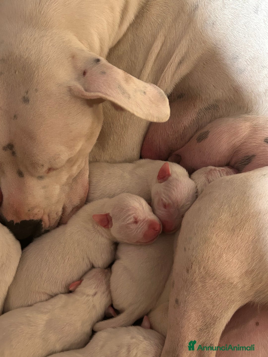 Dogo Argentino cani in vendita: CUCCIOLI DI DOGO ARGENTINO - Annuncio 7