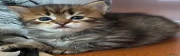 Siberiano gatti in vendita: Cuccioli Siberiano - Annuncio 9
