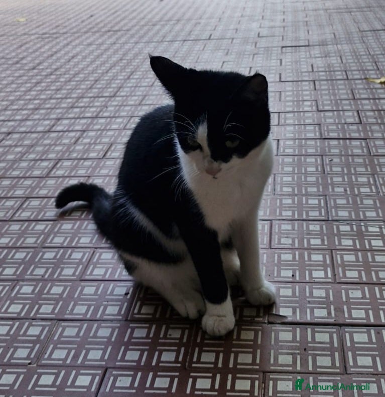 Europeo gatti Micina mera/bianca 5mesi e 1/2 SOS CASA VOGHERA PV - Annuncio 2