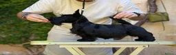 Scottish Terrier cani in vendita: Scottish terrier cuccioli - Annuncio 3