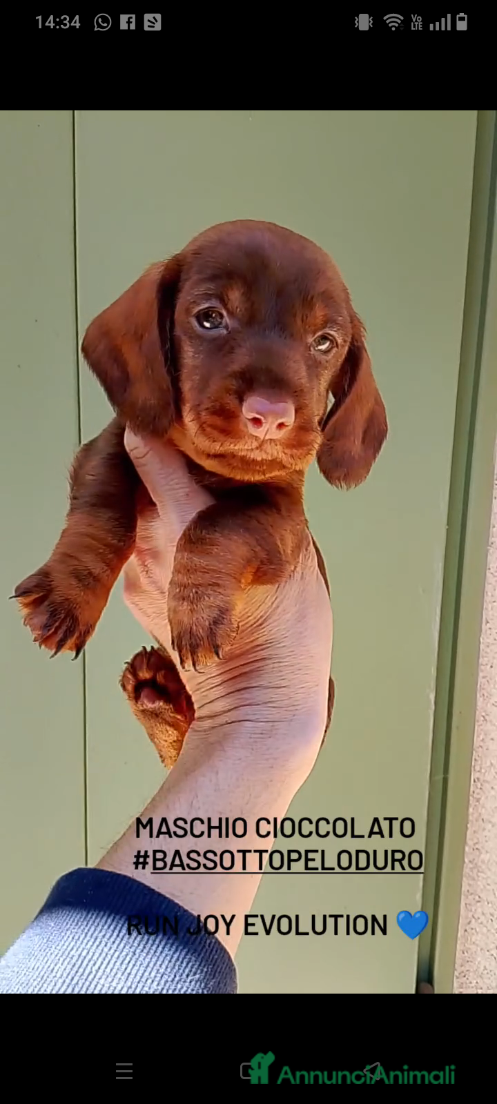Bassotto cani Bassotto pelo duro maschi  - Annuncio 4