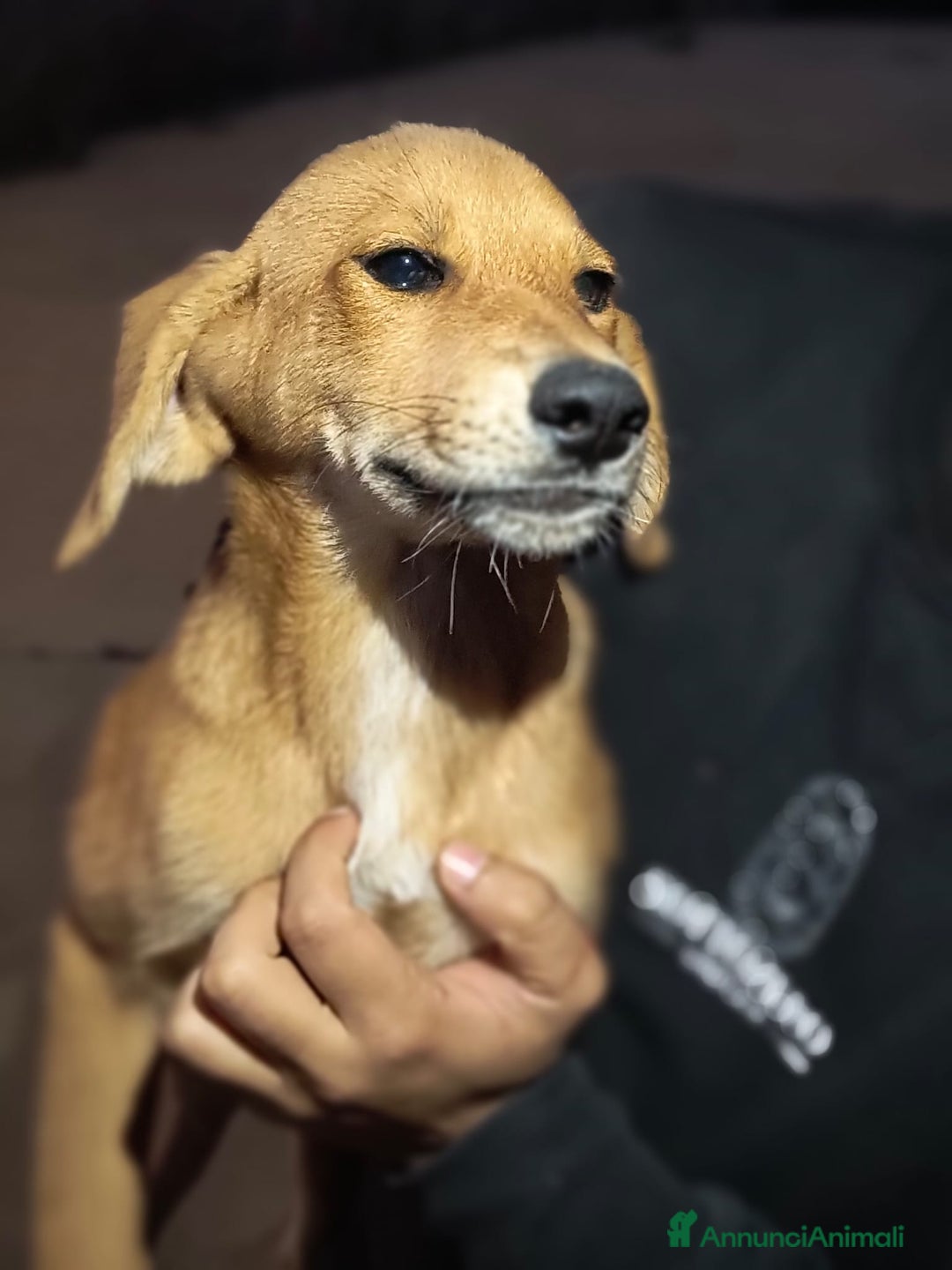 Meticcio cani in regalo: 5 cuccioli per 5 famiglie - Annuncio 13