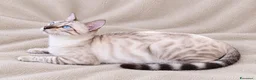 Bengala gatti in vendita: Gatto Bengala  a Provincia di Ascoli Piceno - Annuncio 4