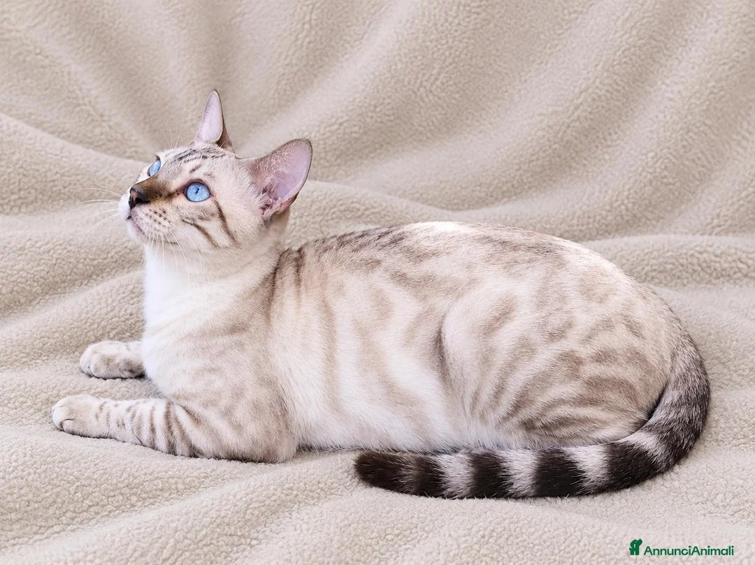 Bengala gatti in vendita: Gatto Bengala  a Provincia di Ascoli Piceno - Annuncio 4