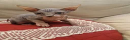 Sphynx gatti in vendita: Cuccioli Pshynx a Provincia di Prato - Annuncio 15