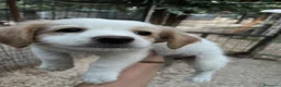 Meticcio cani in regalo: 5 NANETTI DA ADOTTARE a Città Metropolitana di Firenze - Annuncio 5