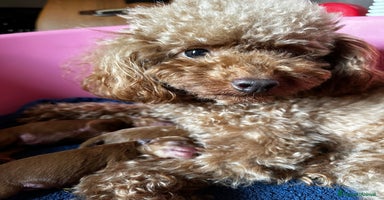 Barboncino Toy cani a Provincia di Pistoia - Annuncio 8