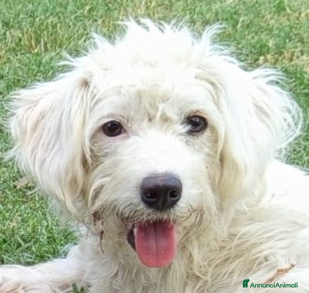 Meticcio cani Cuccioli meticci taglia piccola. - Annuncio 1