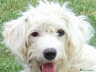 Meticcio cani Cuccioli meticci taglia piccola. - Annuncio 1