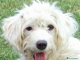 Meticcio cani Cuccioli meticci taglia piccola. - Annuncio 1