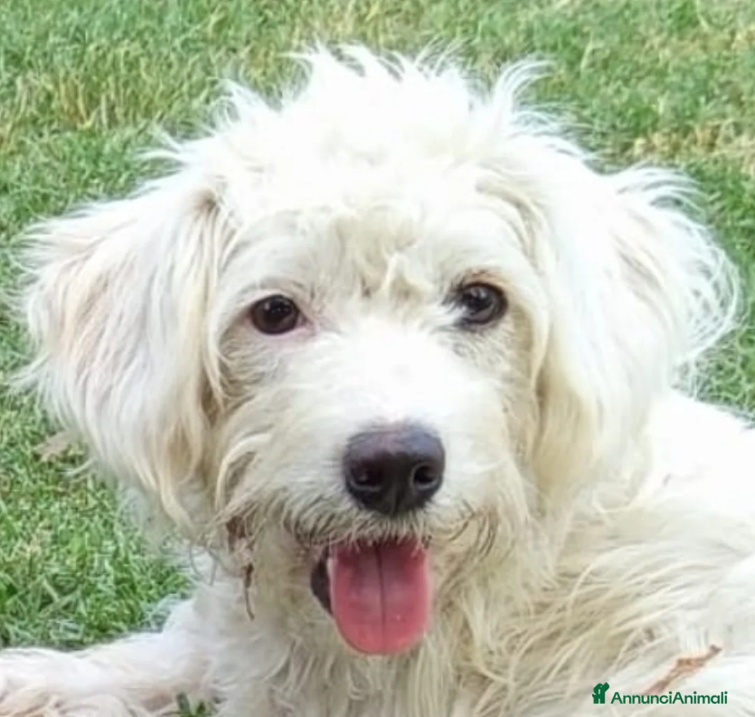 Meticcio cani in vendita: Cuccioli meticci taglia piccola. - Annuncio 1